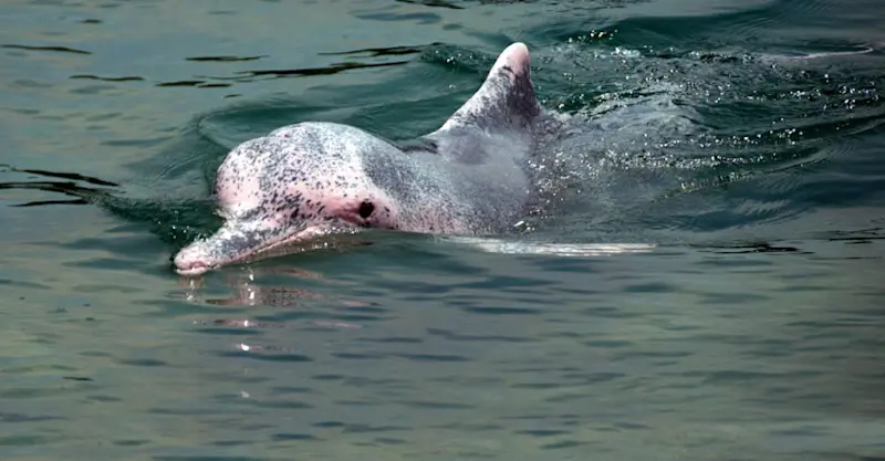 Pink river dolphin, Pacaya Samiria National Reserve, Peru.