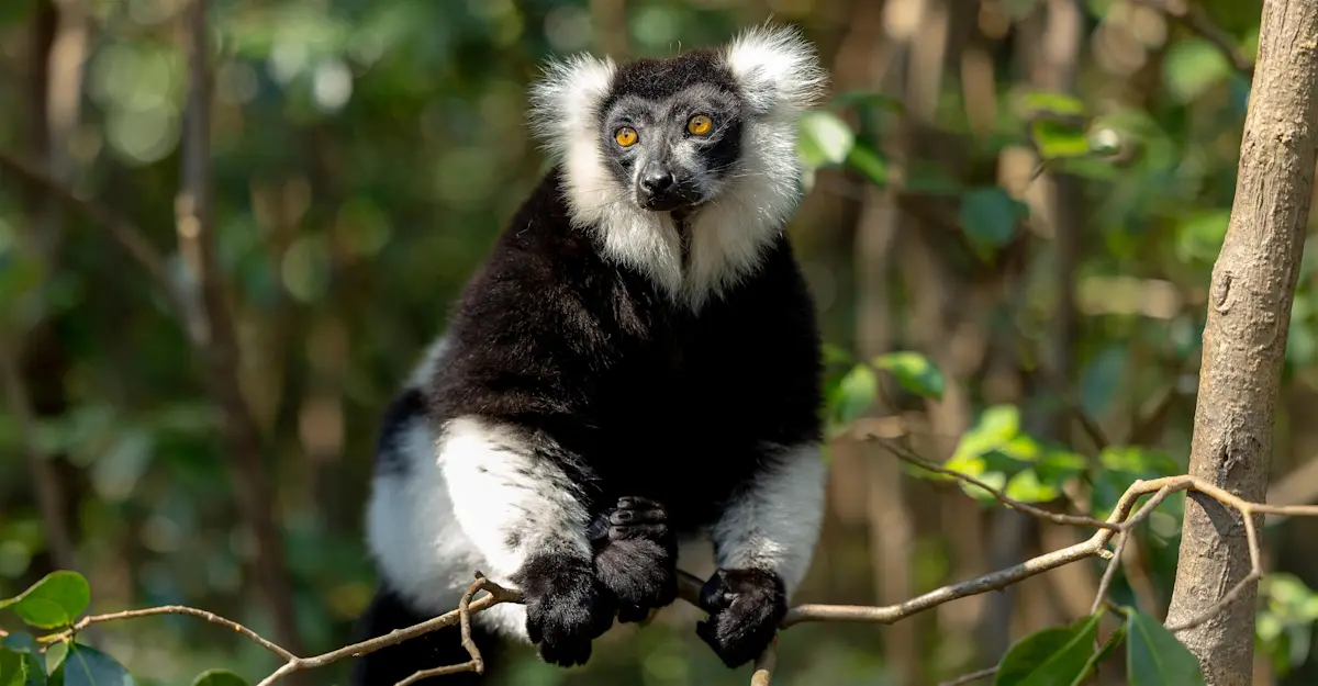 Black and white ruffed lemur, Madagascar.