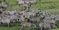 Burchell's zebra, Maasai Mara National Reserve, Kenya.