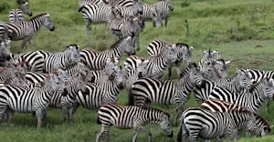 Burchell's zebra, Maasai Mara National Reserve, Kenya.