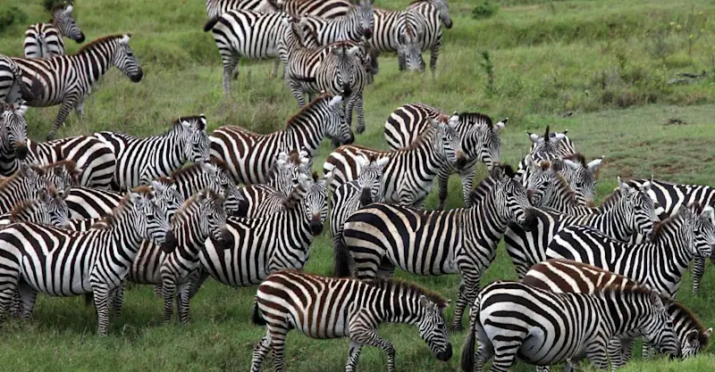 Burchell's zebra, Maasai Mara National Reserve, Kenya.