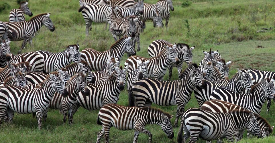 Burchell's zebra, Maasai Mara National Reserve, Kenya.