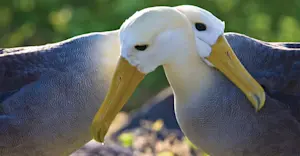 Waved albatrosses, Española Island, Galapagos, Ecuador.