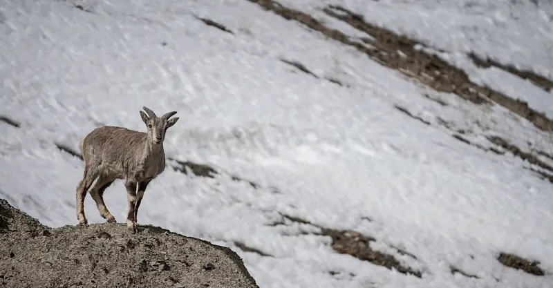 Bharal, Ladakh, India.