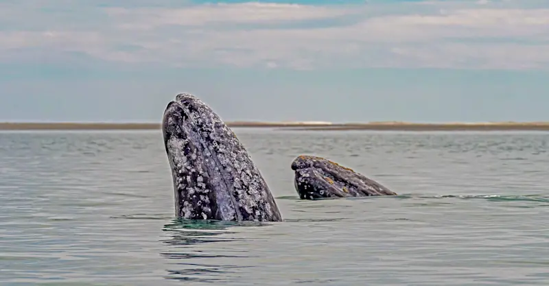 Gray whales spyhopping, San Ignacio Lagoon, Baja, Mexico.