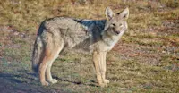 Coyote, Yellowstone National Park, Wyoming.