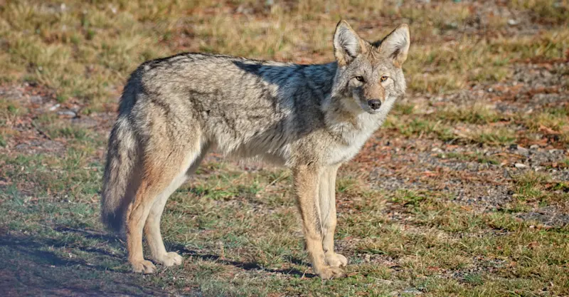 Coyote, Yellowstone National Park, Wyoming.