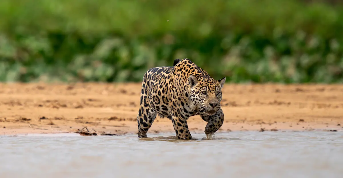 Jaguar, Pantanal, Brazil.