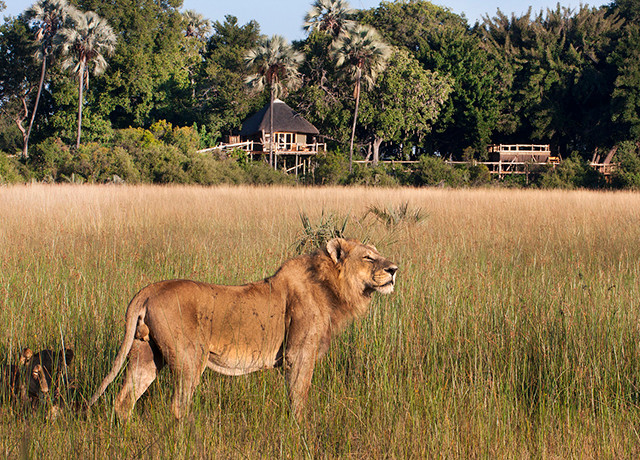 Lion Kwetsani Camp Okavango Delta Botswana Africa