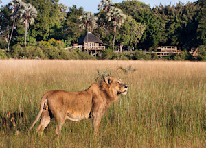 Lion Kwetsani Camp Okavango Delta Botswana Africa