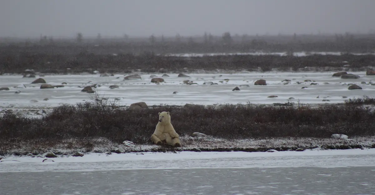 Favorite Polar Bear 