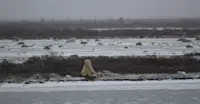 Favorite polar bear in Churchill, Canada. 