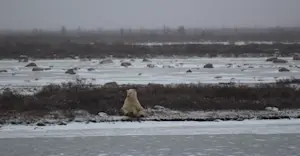 Favorite polar bear in Churchill, Canada. 