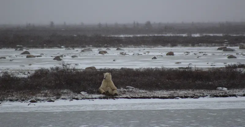 Favorite polar bear in Churchill, Canada. 
