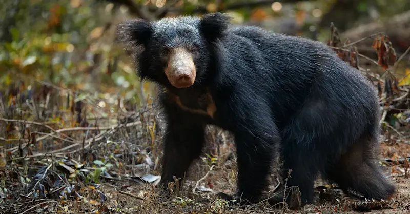 Sloth bear, Chitwan National Park, Nepal.