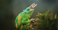Slideshow Thumbnail 1 of 12