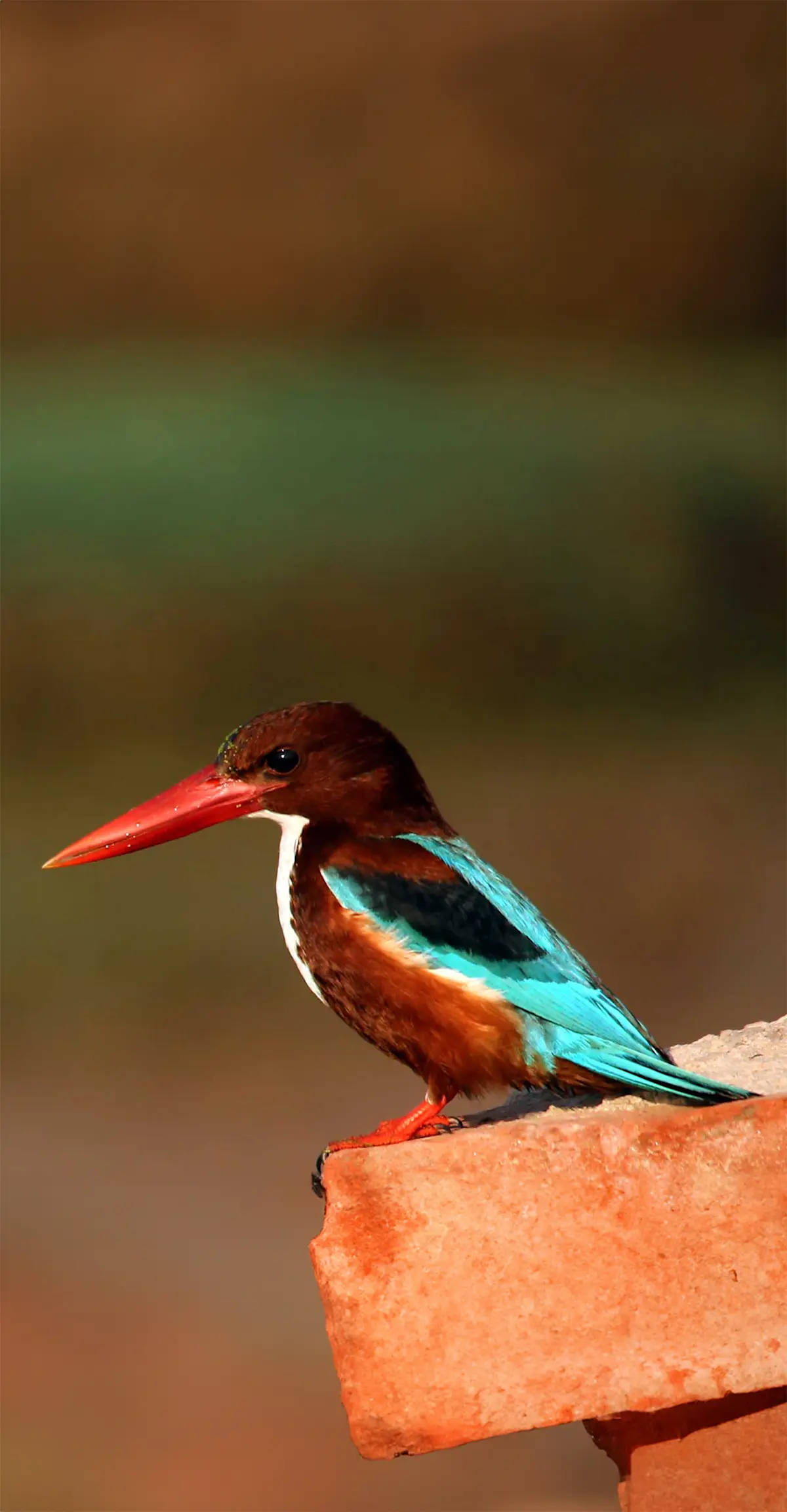White-throated kingfisher, Himalayas, Nepal.