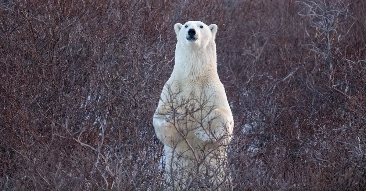 Curious polar bear, Churchill, Canada.