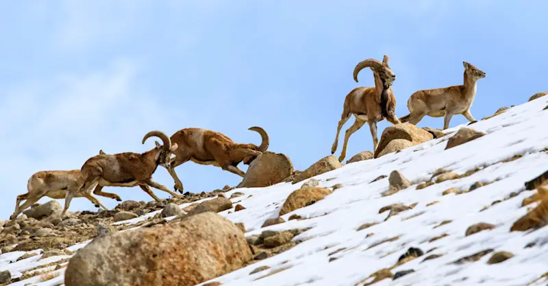 Urial, Ladakh, India.