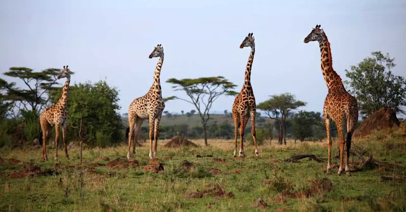 Rothschild giraffes, Murchison Falls National Park, Uganda.