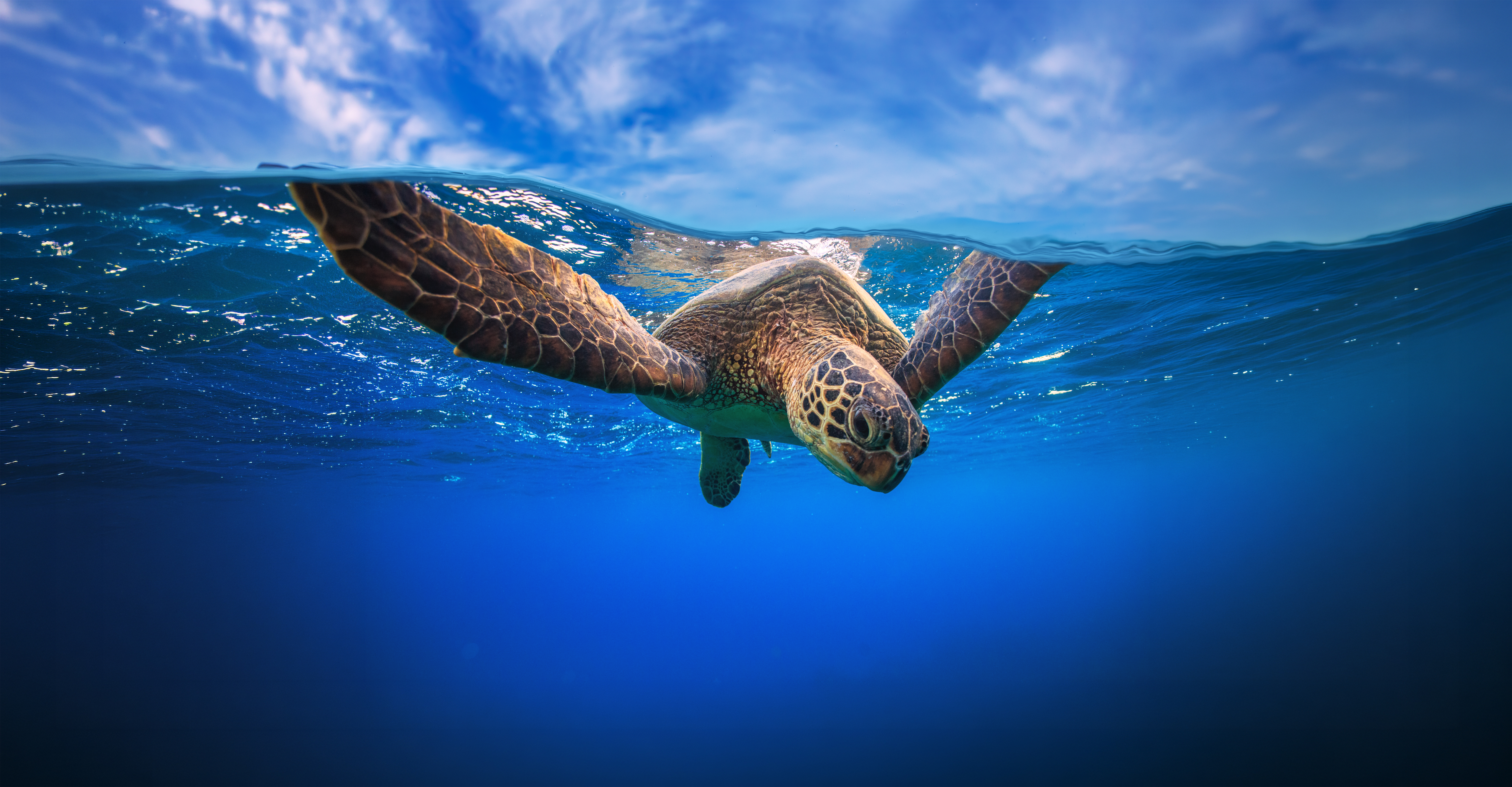 Image of Earthwatch Expeditions