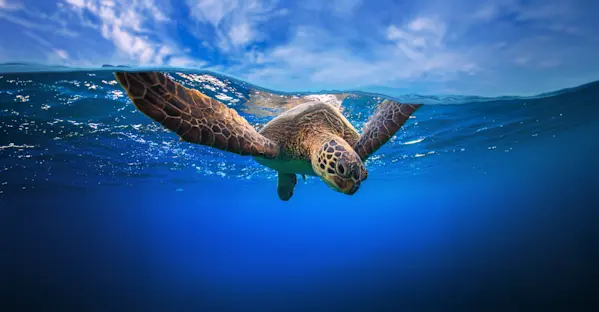 Image of Earthwatch Expeditions