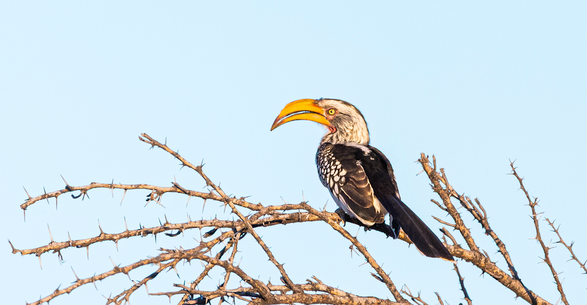 Eastern yellow-billed hornbill, Namibia.