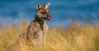 Kangaroo, Australia.