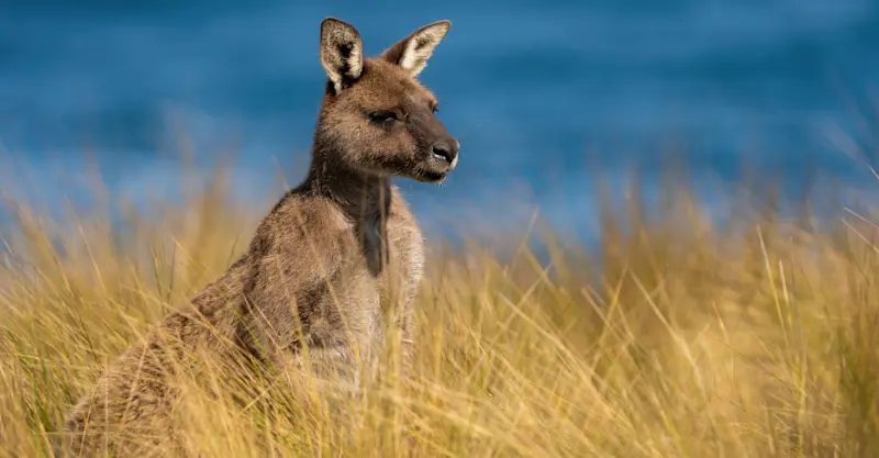 Kangaroo, Australia.