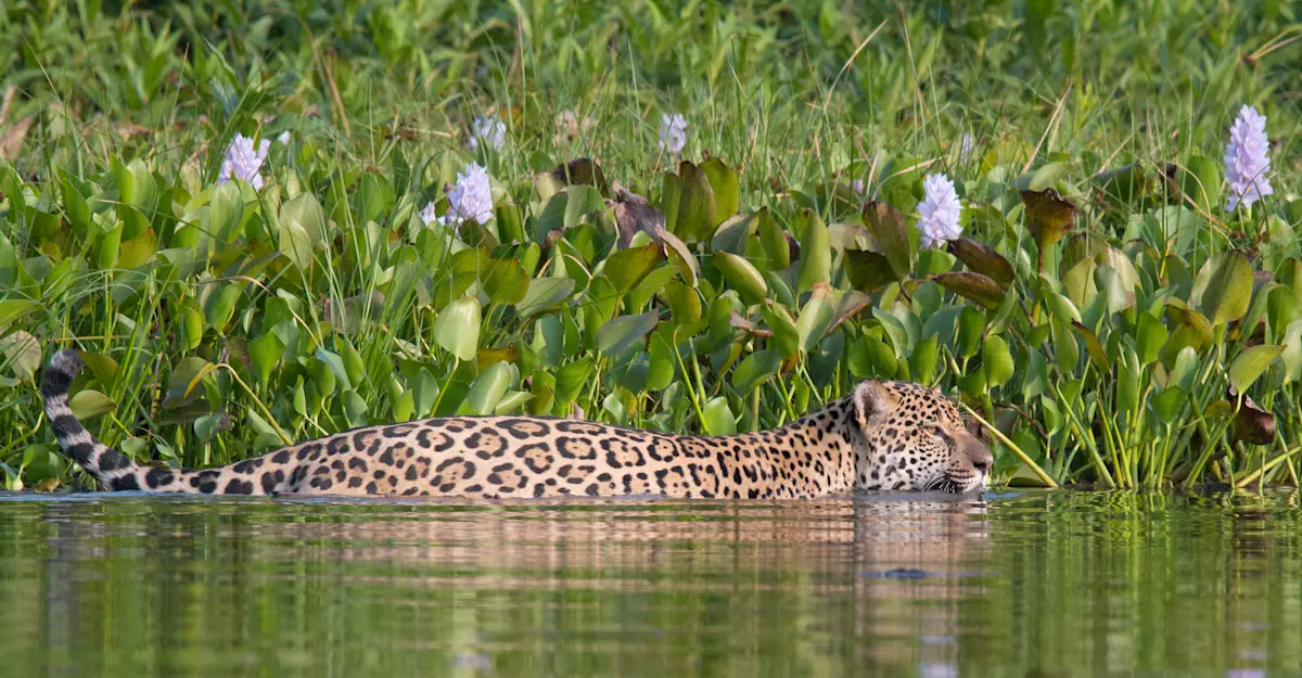 Jaguar, Pantanal, Brazil.