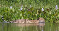 Jaguar, Pantanal, Brazil.