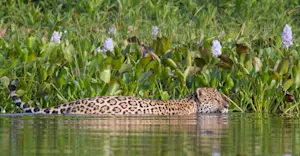 Jaguar, Pantanal, Brazil.