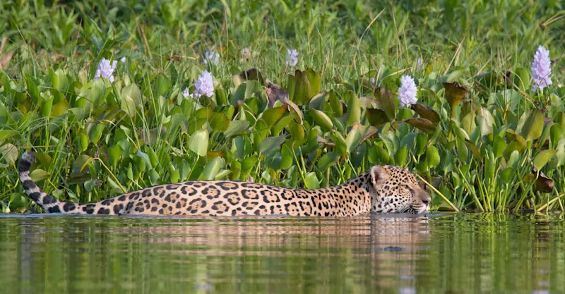 Jaguar, Pantanal, Brazil.