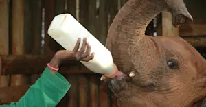 Orphaned elephant, Daphne Sheldrick Elephant Orphanage, Nairobi, Kenya.
