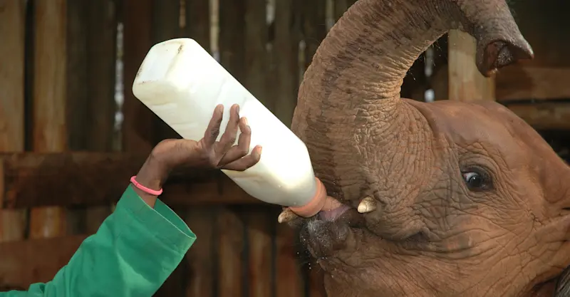 Orphaned elephant, Daphne Sheldrick Elephant Orphanage, Nairobi, Kenya.