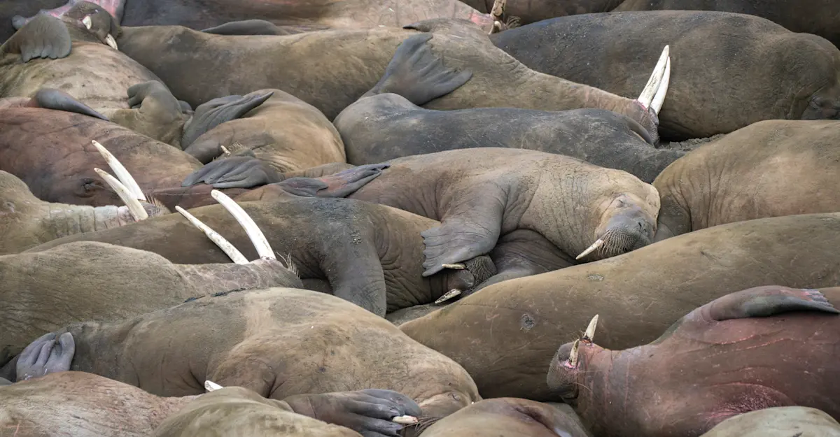 Walrus