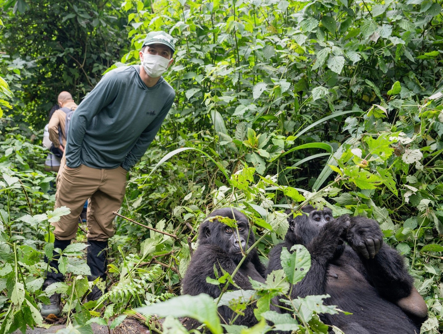 Trekking with mountain gorillas in Bwindi Impenetrable National Park, Uganda.