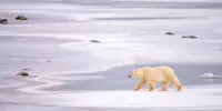 Polar bear, Churchill, Manitoba.
