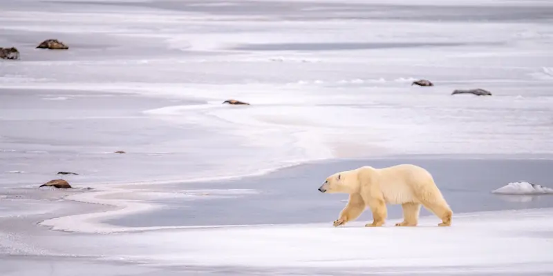 Polar bear, Churchill, Manitoba.