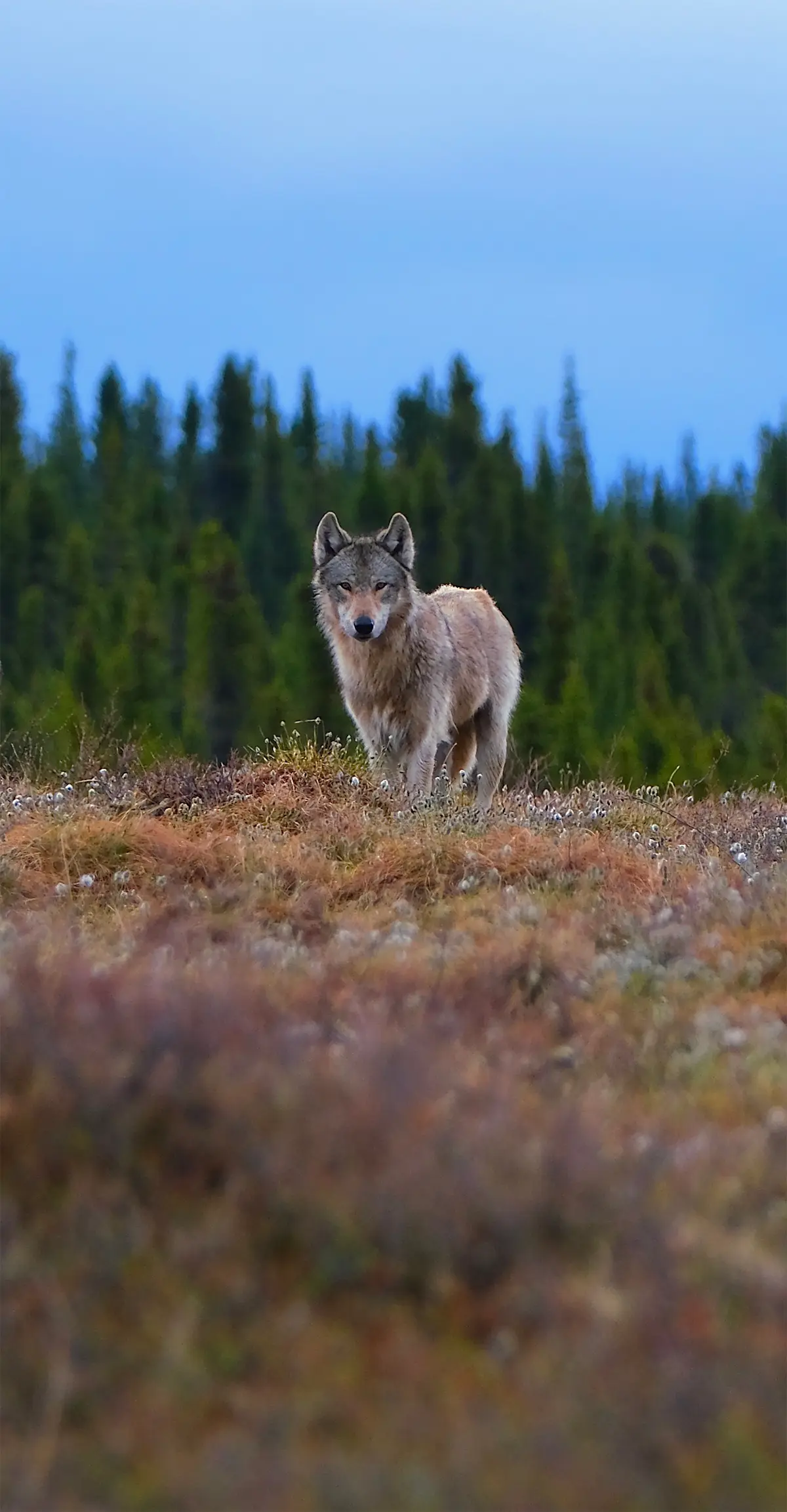Wolf - Alaska