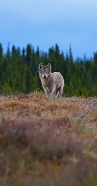 Wolf - Alaska