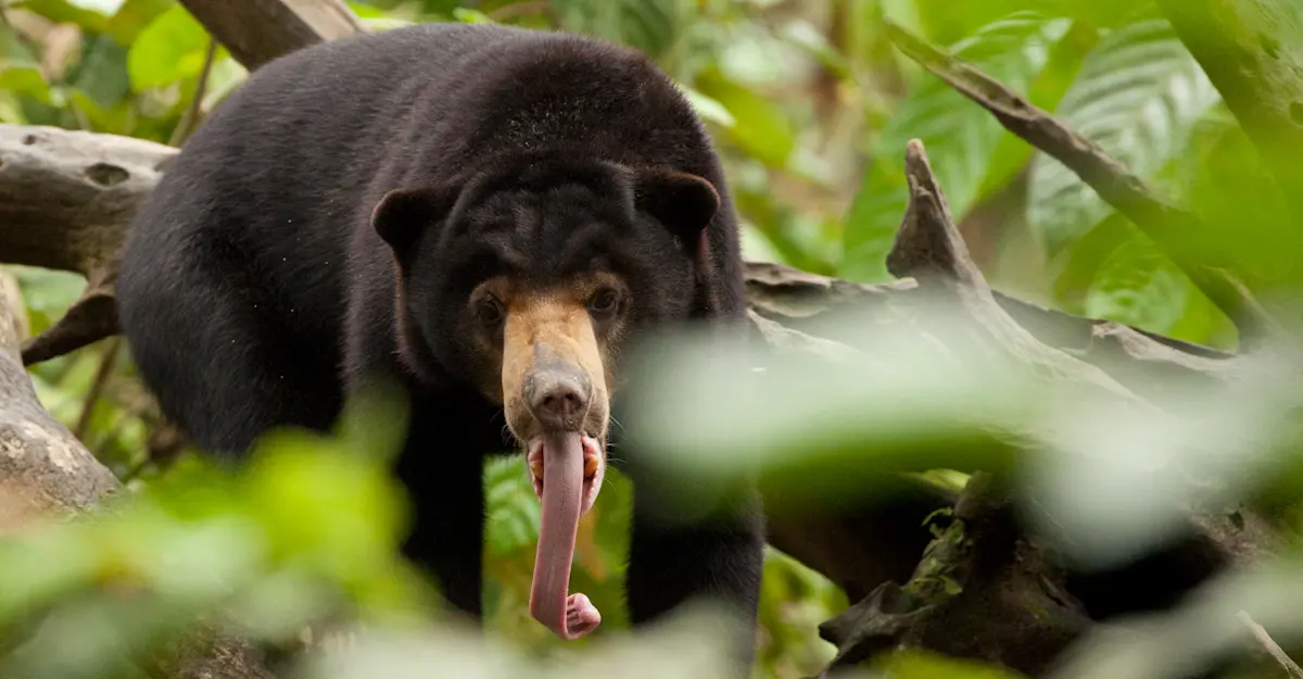 A curious sun bear glances toward the camera, Borneo.
