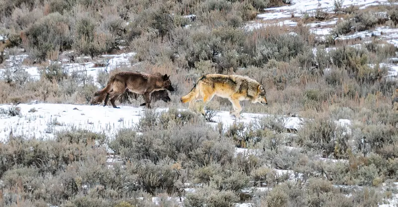 Wolves, Yellowstone National Park, Wyoming.