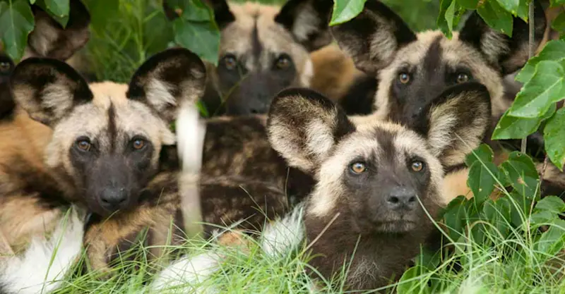 African painted dogs, Santawani Private Concession, Botswana.