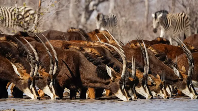 Beautiful sighting of sable with zebra in the background in Botswana.