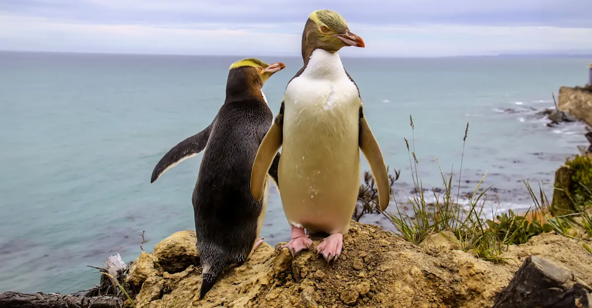 Yellow-eyed penguins, Alliance Private Reserve, New Zealand.