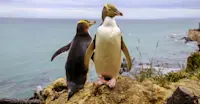 Yellow-eyed penguins, New Zealand.