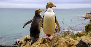 Yellow-eyed penguins, New Zealand.