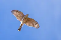 Hawk, Zion National Park, Utah.