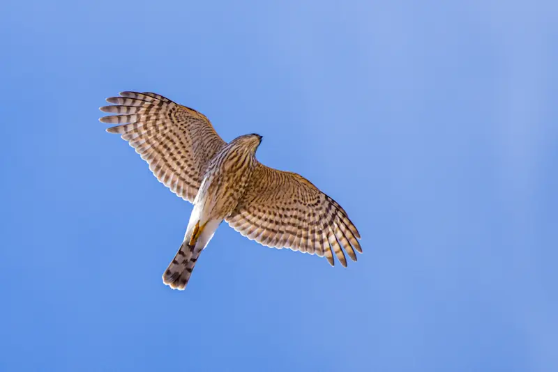 Hawk, Zion National Park, Utah.